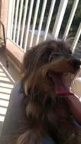 Gustavo