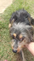 Gustavo