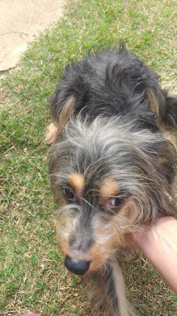 Cachorro ra a Indefinida idade 2 a 6 meses nome Gustavo
