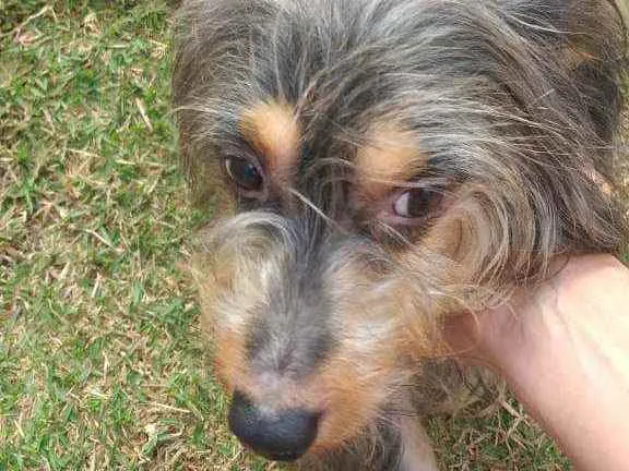 Cachorro ra a Indefinida idade 2 a 6 meses nome Gustavo