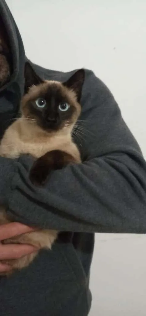 Gato raça siamesa mestiça idade 7 a 11 meses nome sem nome
