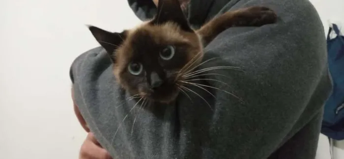 Gato raça siamesa mestiça idade 7 a 11 meses nome sem nome