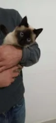 Gato raça siamesa mestiça idade 7 a 11 meses nome sem nome