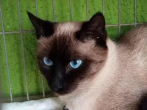 Gato raça siamesa mestiça idade 7 a 11 meses nome sem nome