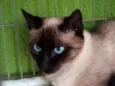 Gato raça siamesa mestiça idade 7 a 11 meses nome sem nome