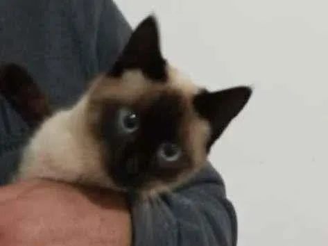 Gato raça siamesa mestiça idade 7 a 11 meses nome sem nome