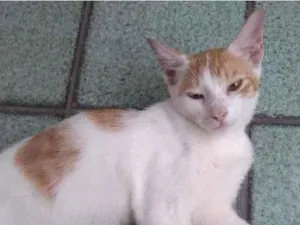 Gato raça SRD-ViraLata idade 2 a 6 meses nome Sem Nome