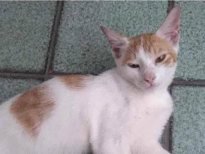 Gato ra a SRD-ViraLata idade 2 a 6 meses nome Sem Nome