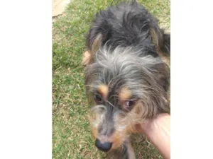 Cachorro raça Indefinida idade 2 a 6 meses nome Gustavo