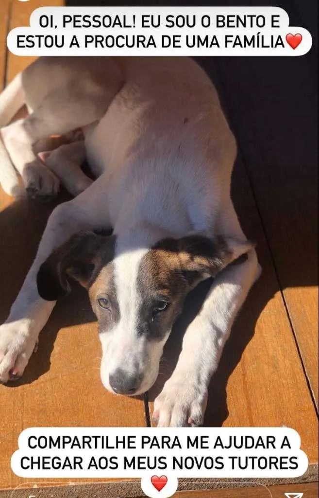 Cachorro raça SRD-ViraLata idade 2 a 6 meses nome Bento