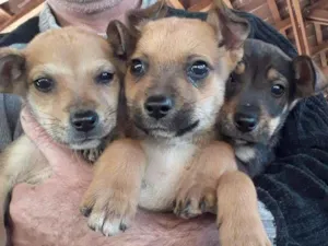 Cachorro raça SRD-ViraLata idade Abaixo de 2 meses nome sem nome