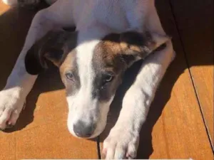 Cachorro raça SRD-ViraLata idade 2 a 6 meses nome Bento