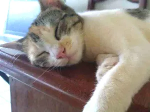 Gato raça SRD-ViraLata idade 2 a 6 meses nome Sem Nome