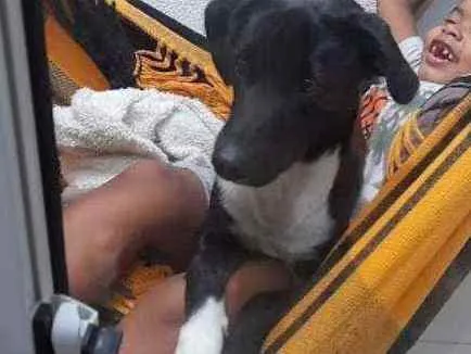 Cachorro ra a Vira lata idade 1 ano nome Julius