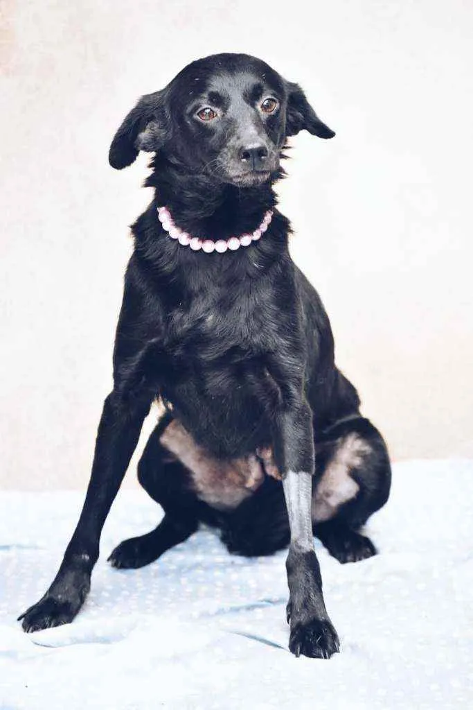 Cachorro ra a SRD idade 3 anos nome Marion 