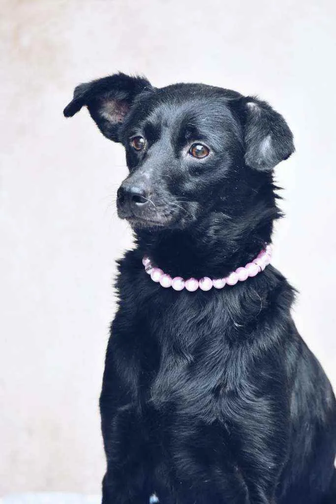Cachorro ra a SRD idade 3 anos nome Marion 