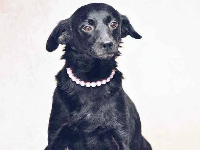 Cachorro ra a SRD idade 3 anos nome Marion 
