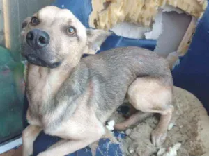 Cachorro raça Viralata idade 1 ano nome Bili