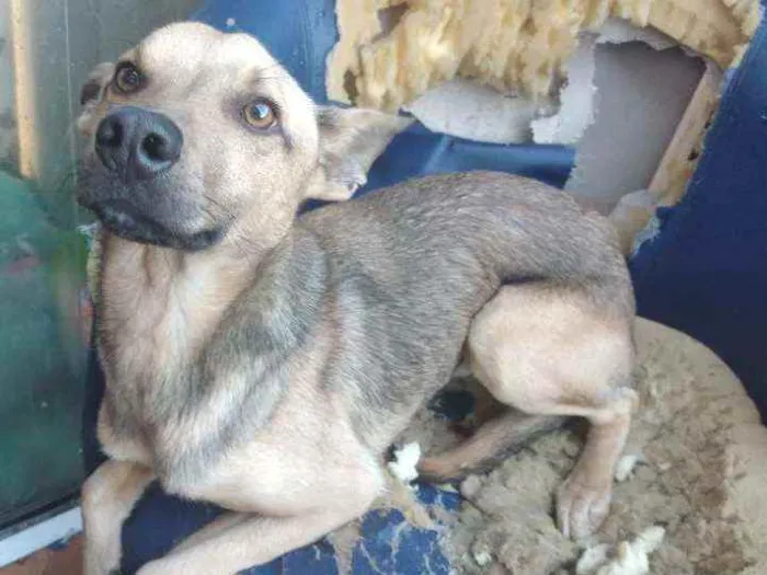 Cachorro ra a Viralata idade 1 ano nome Bili