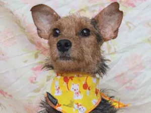 Cachorro raça SRD idade 3 anos nome Luciana