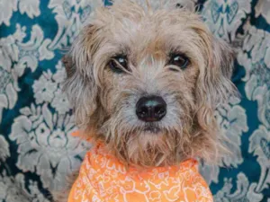 Cachorro raça SRD idade 3 anos nome Pulga 