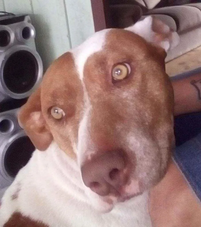 Cachorro ra a Pitu Bull e siamês idade 6 ou mais anos nome Tequila e mim