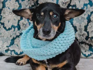 Cachorro raça SRD idade 5 anos nome Sata