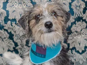 Cachorro raça SRD idade 2 anos nome Gael
