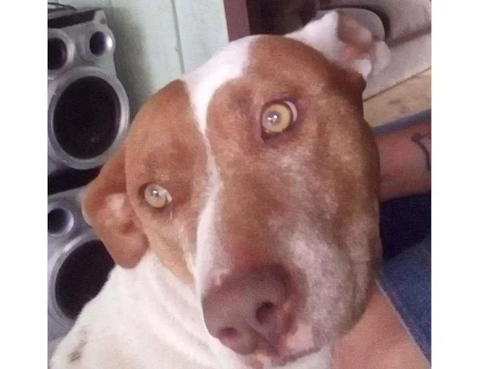 Cachorro ra a Pitu Bull e siamês idade 6 ou mais anos nome Tequila e mim