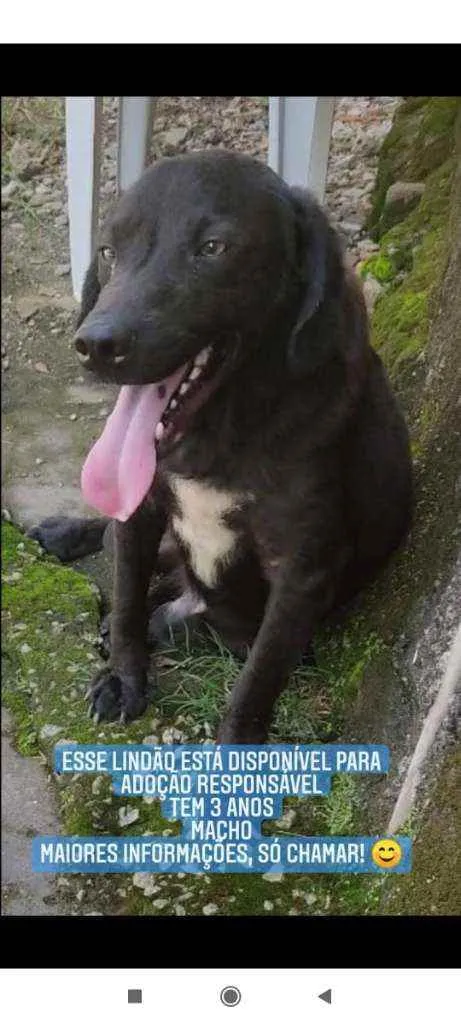 Cachorro ra a Vira-Lata idade 3 anos nome Bruce