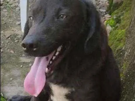 Cachorro ra a Vira-Lata idade 3 anos nome Bruce