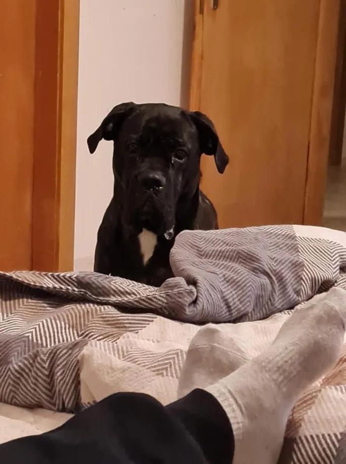 Cachorro ra a Cane corso idade 1 ano nome Filomena