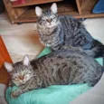Bella e Mimo