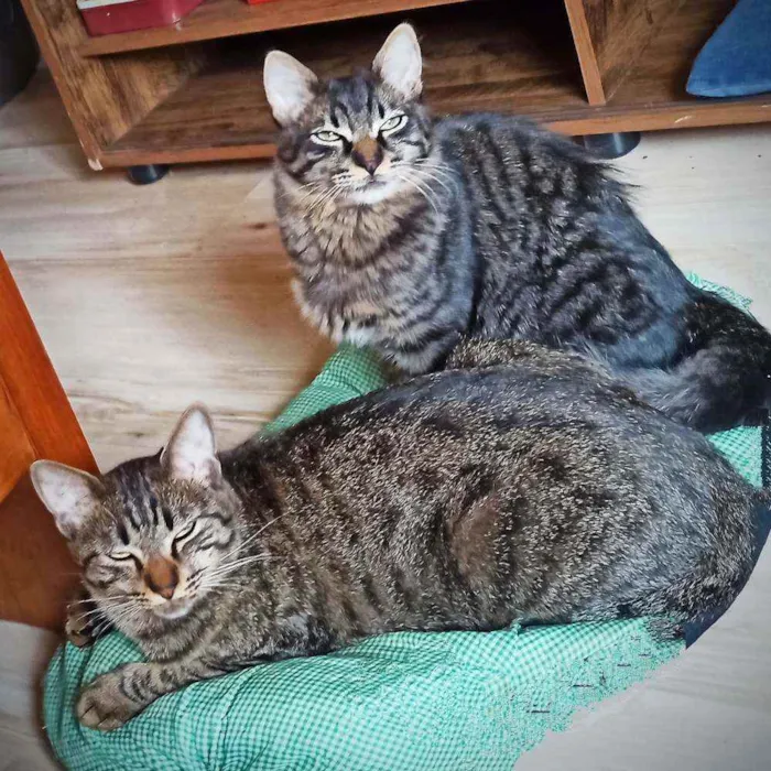 Gato ra a SRD idade 7 a 11 meses nome Bella e Mimo