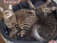 Bella e Mimo
