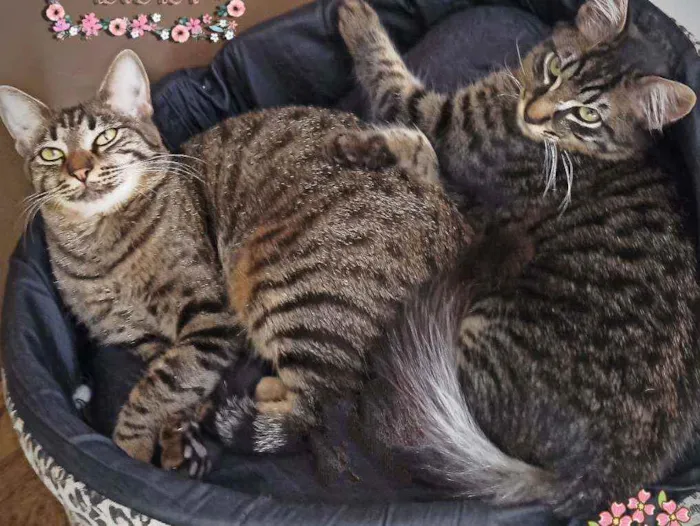 Gato ra a SRD idade 7 a 11 meses nome Bella e Mimo