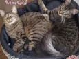 Bella e Mimo