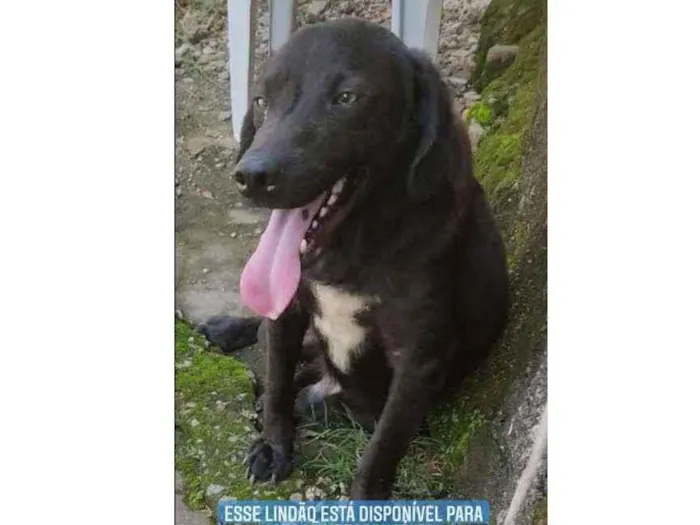 Cachorro ra a Vira-Lata idade 3 anos nome Bruce