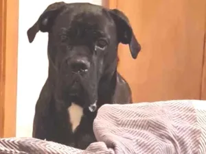 Cachorro raça Cane corso idade 1 ano nome Filomena