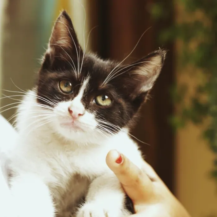 Gato ra a SRD-ViraLata idade 2 a 6 meses nome Sem nomes