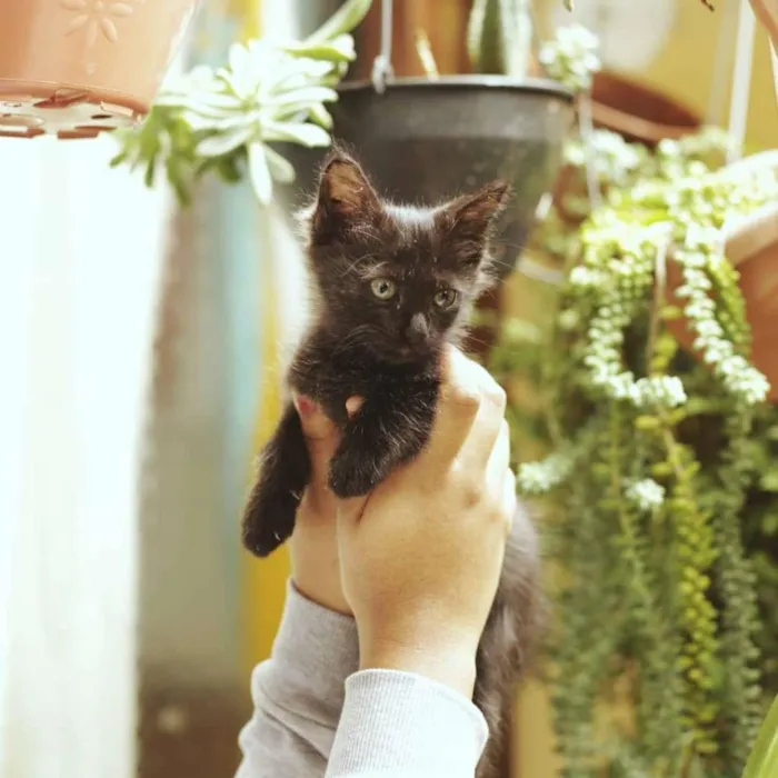 Gato ra a SRD-ViraLata idade 2 a 6 meses nome Sem nomes
