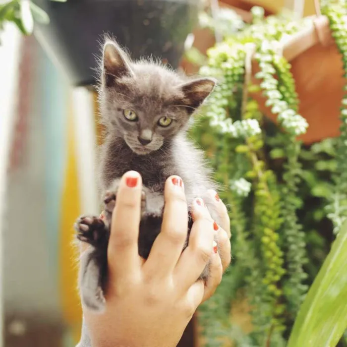 Gato ra a SRD-ViraLata idade 2 a 6 meses nome Sem nomes