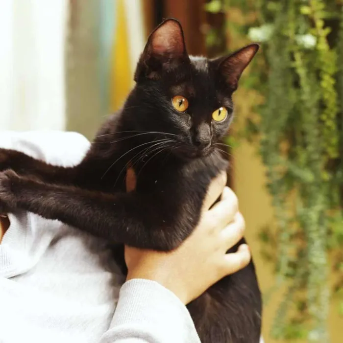 Gato ra a SRD-ViraLata idade 1 ano nome Sem nome
