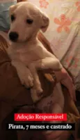 PIRATA