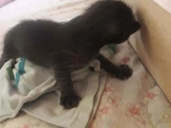 Gato raça Srd idade Abaixo de 2 meses nome Sem nome