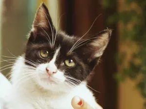 Gato raça SRD-ViraLata idade 2 a 6 meses nome Sem nomes
