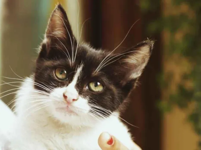 Gato ra a SRD-ViraLata idade 2 a 6 meses nome Sem nomes
