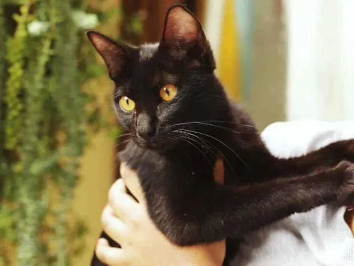 Gato ra a SRD-ViraLata idade 1 ano nome Sem nome
