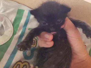 Gato raça Srd idade Abaixo de 2 meses nome Sem nome