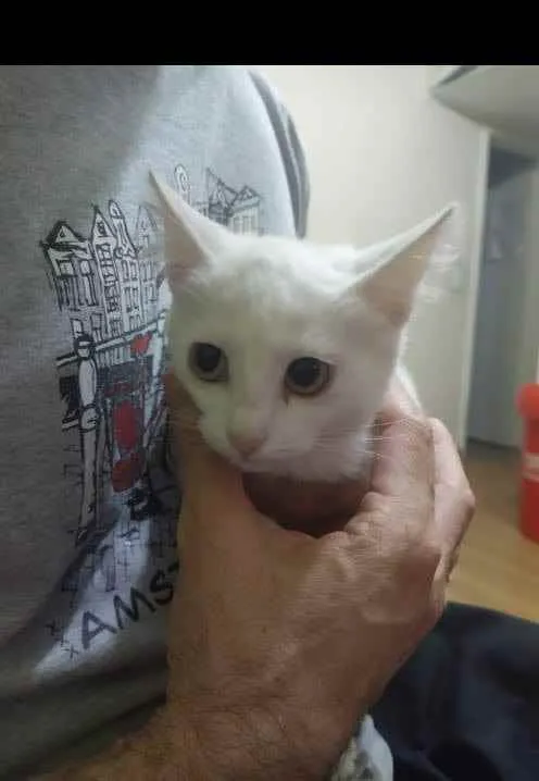 Gato ra a Siames idade 2 a 6 meses nome Mika